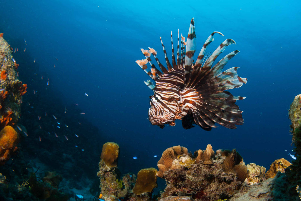 invasive species in the ocean with coral reefs