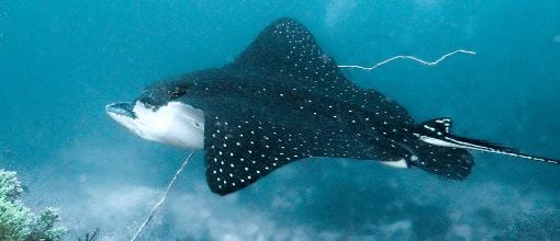 Eagle ray underwater, image 4.