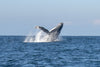 Travel - 7/1-7/15, 2027 - The Sardine Run 2027, Tiger Express & Big 5 Safari - South Africa