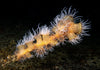 Saturday - Dive San Carlos - 1 Tank Night Dive - 6:00 PM