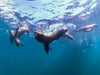 Saturday - Dive San Carlos - 3 Tank Island Dive - 7:00 AM