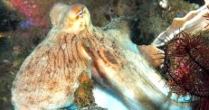 Octopus in its natural habitat.