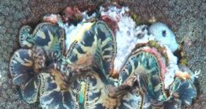 Colorful sea creature on sand