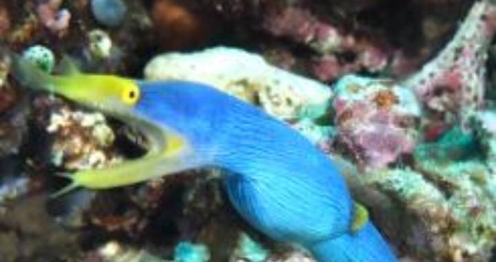 Blue ribbon eel fish3_1 underwater